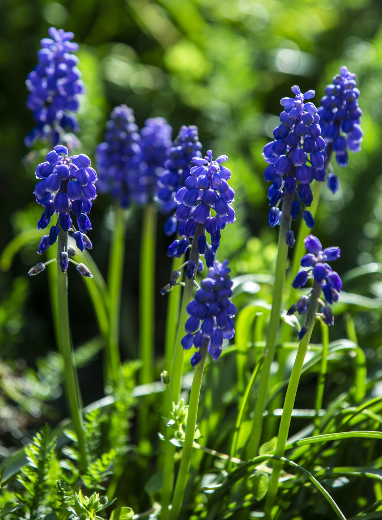 Spring Flowers